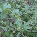 Sivun Sicyosperma gracile A. Gray kuva
