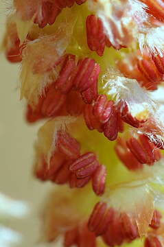 Image of White Poplar