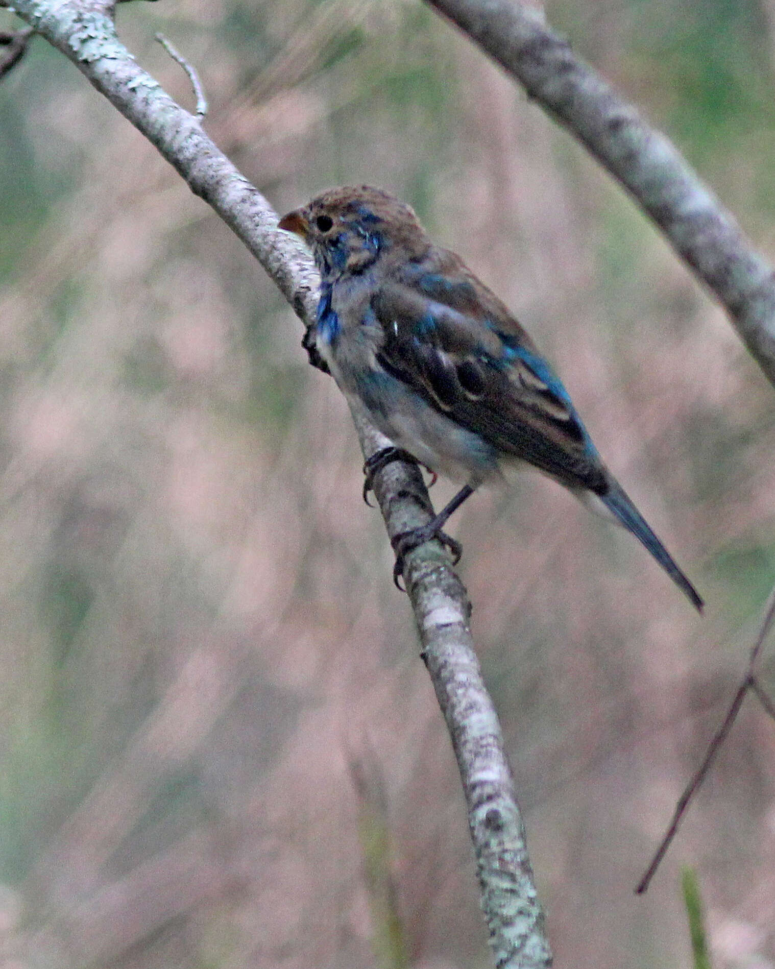 Image of Indigo Bunting