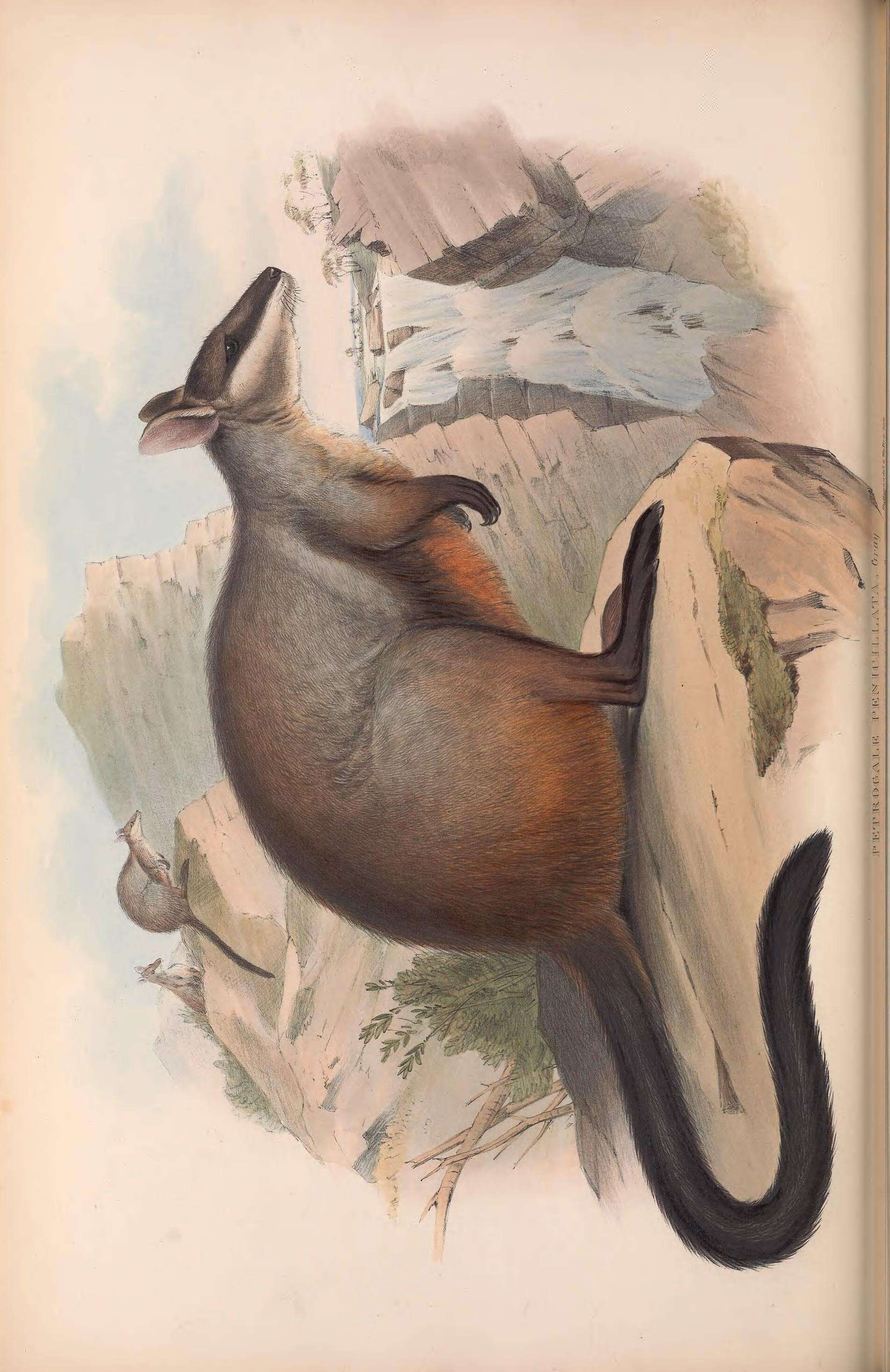 صورة Petrogale Gray 1837