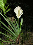 Image of monstera