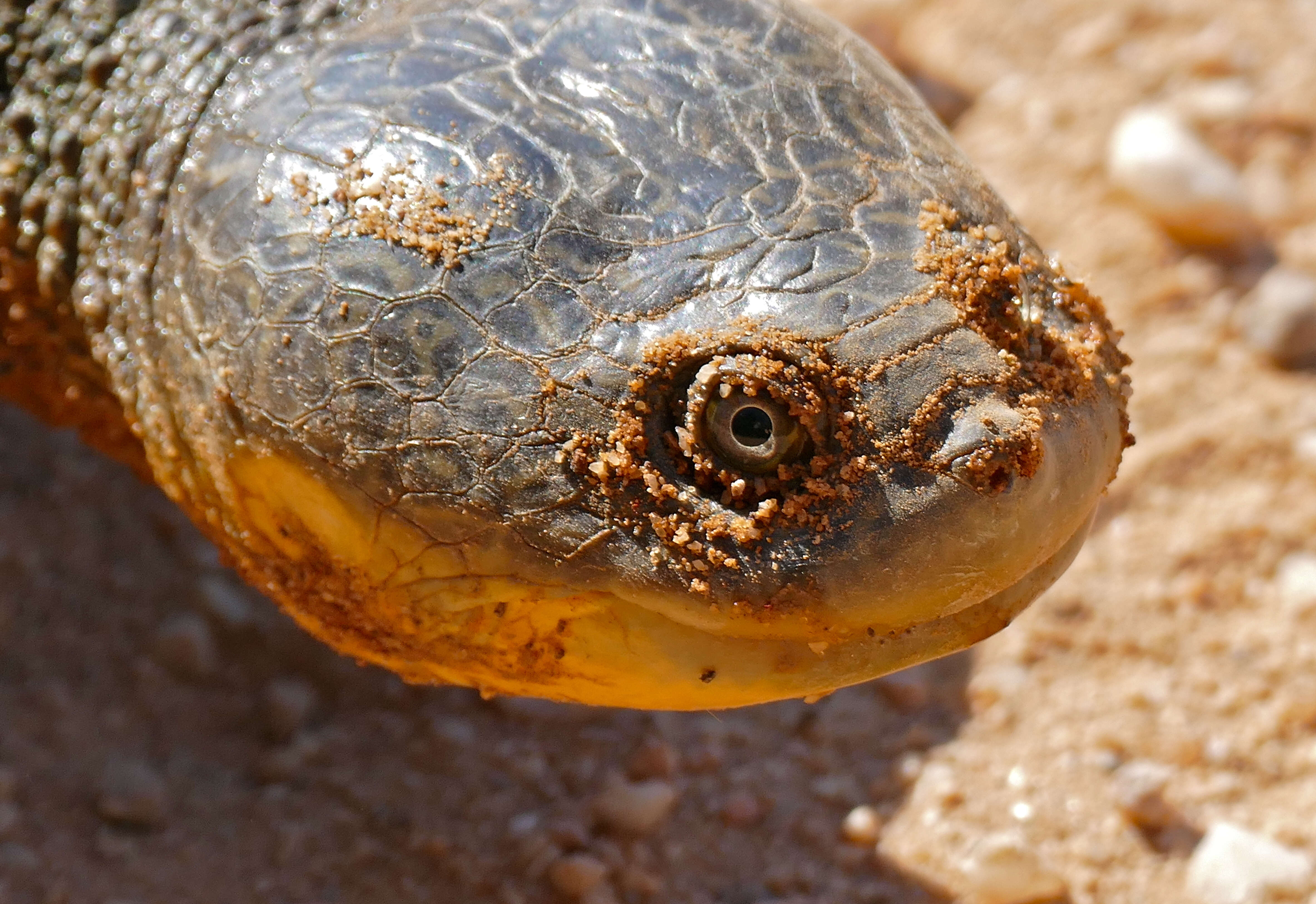 Sivun Acanthochelys macrocephala (Rhodin, Mittermeier & Mcmorris 1984) kuva