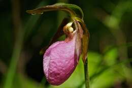 Слика од Cypripedium