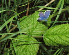 Image of Plebejus