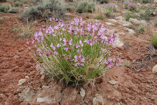 Image of Dinosaur milkvetch