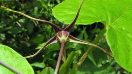 Image of Oxypetalum harleyi (Fontella & Goyder) Farin.