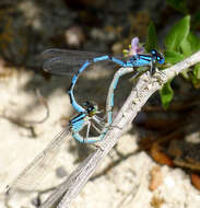 Image of bluet