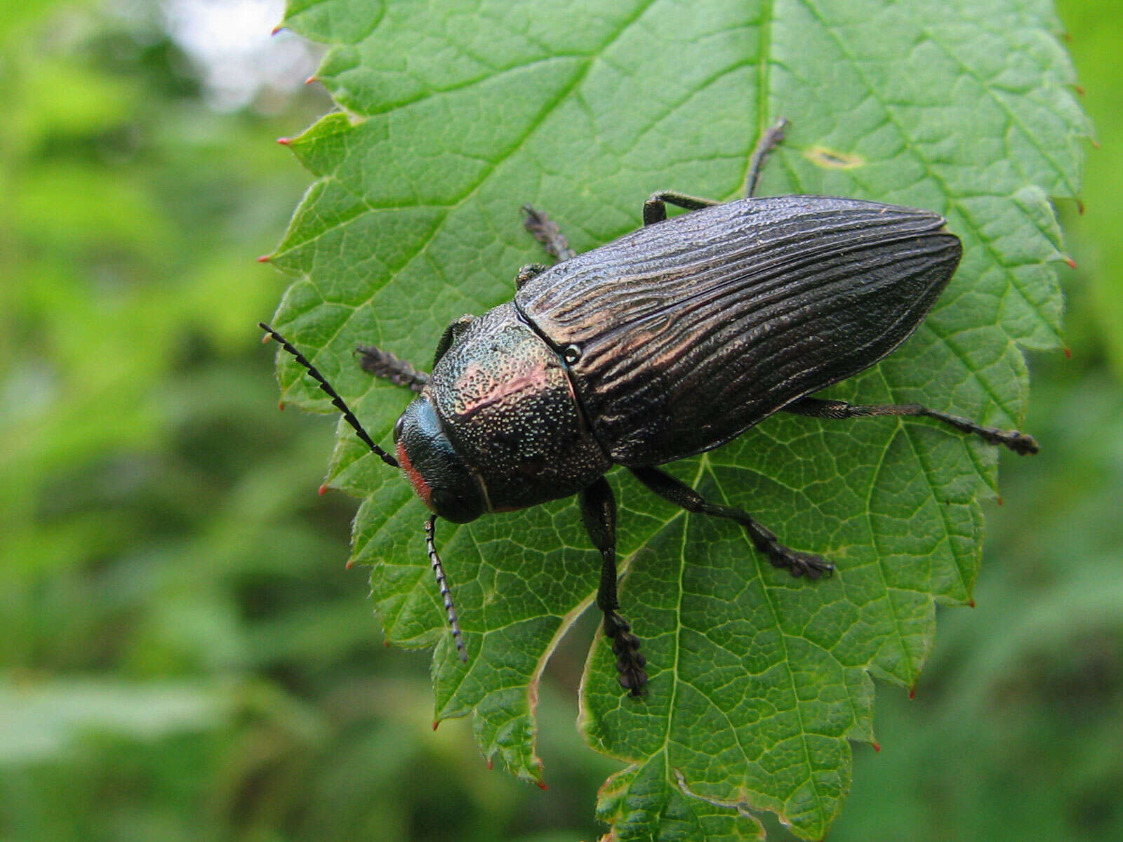 Image of Buprestis lyrata Casey 1909