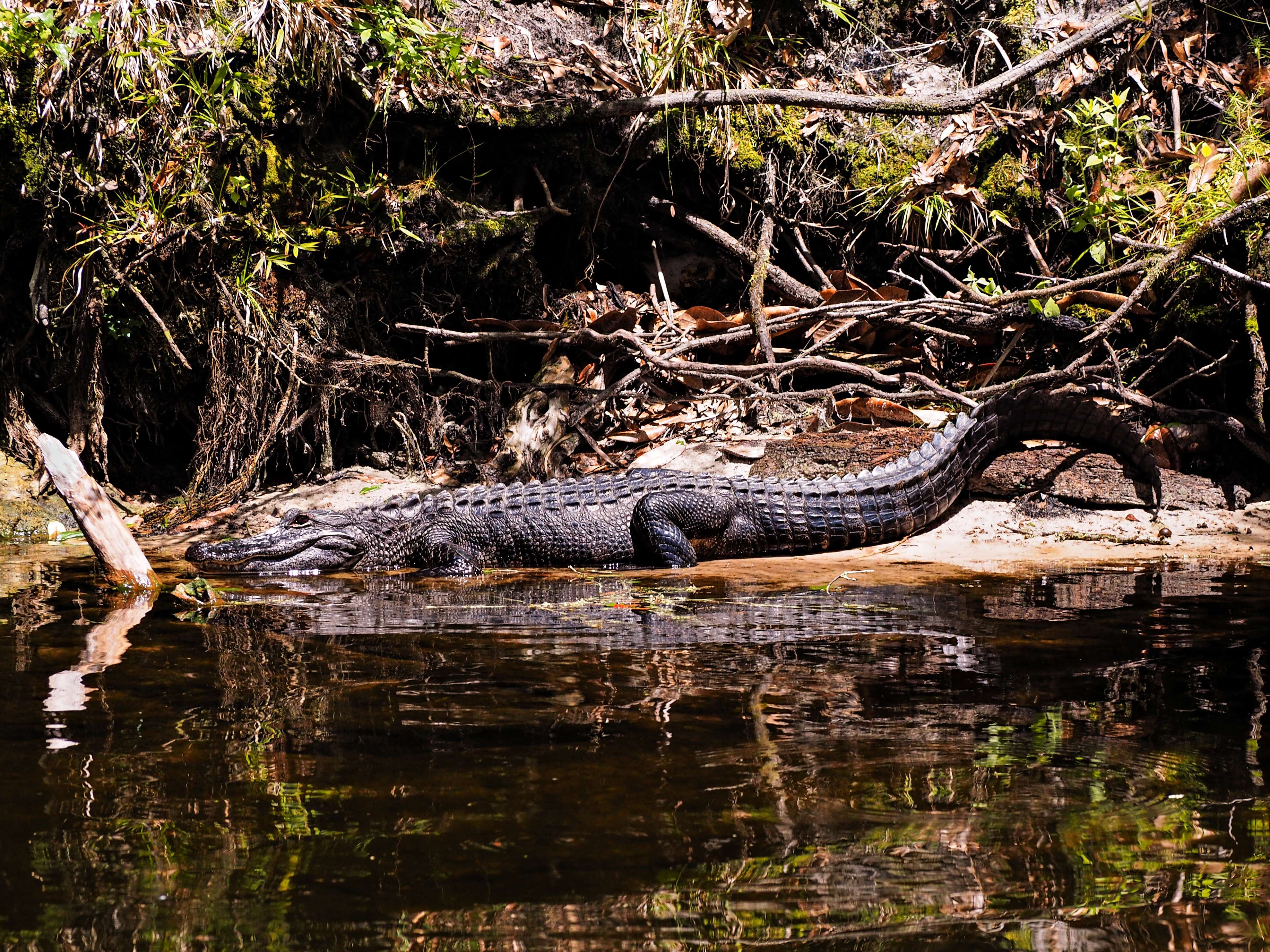 Imagem de Alligator