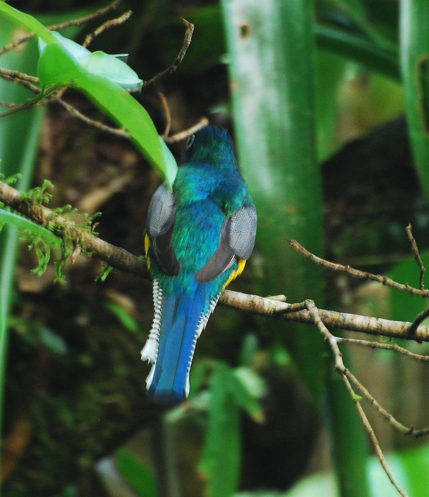 Image of Black-throated Trogon