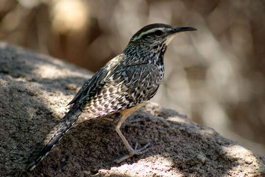 Imagem de Campylorhynchus brunneicapillus (Lafresnaye 1835)