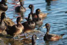 Image of New Zealand Scaup