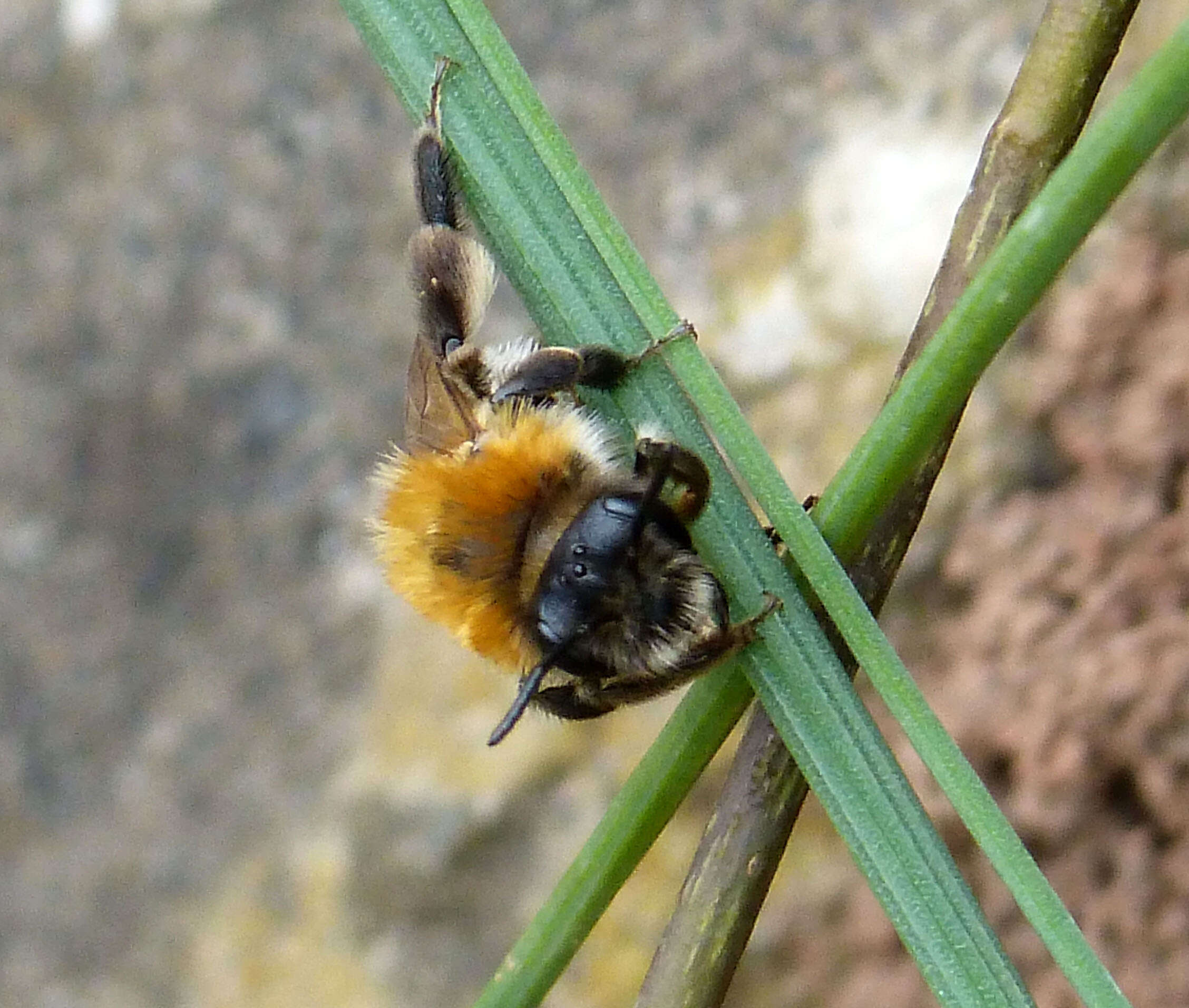 Image of Mining Bees