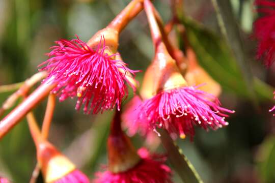 Image de Eucalyptus leucoxylon F. Müll.