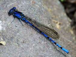 Image of Argia elongata Garrison & von Ellenrieder 2017