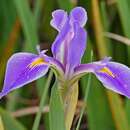 Sivun Iris savannarum Small kuva