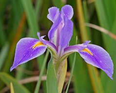 صورة Iris savannarum Small