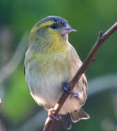 Image of Eurasian Siskin