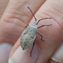 Image of Squash Bug