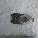 Image of fruit tortricid moth