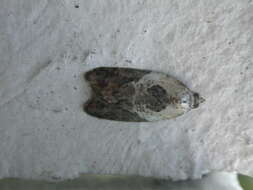 Image of Acleris