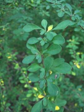 Image of Barberry