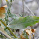 Image of Plumbago europaea L.
