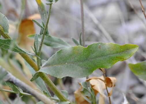 Image of leadwort