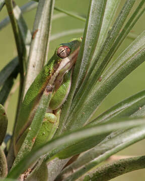 Image of American Green Treefrog