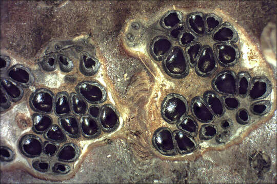 Image of Diatrypaceae