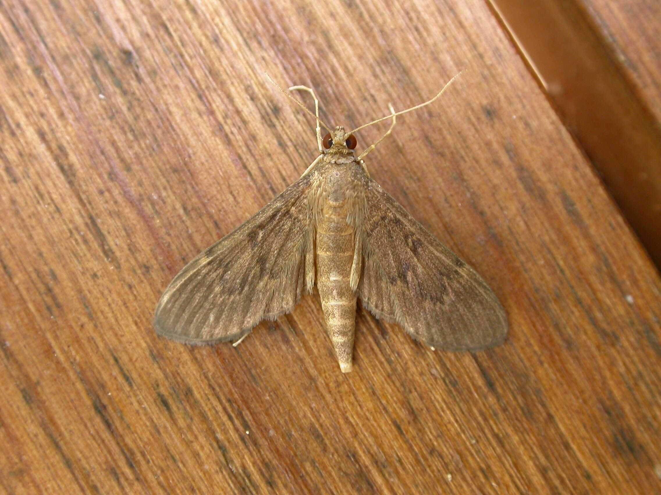 Image de Herpetogramma licarsisalis Walker 1859