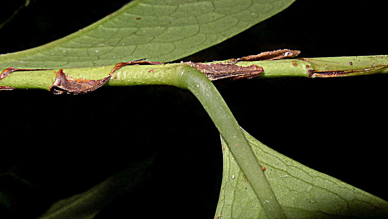 Image of Erythroxylum martii Peyr.