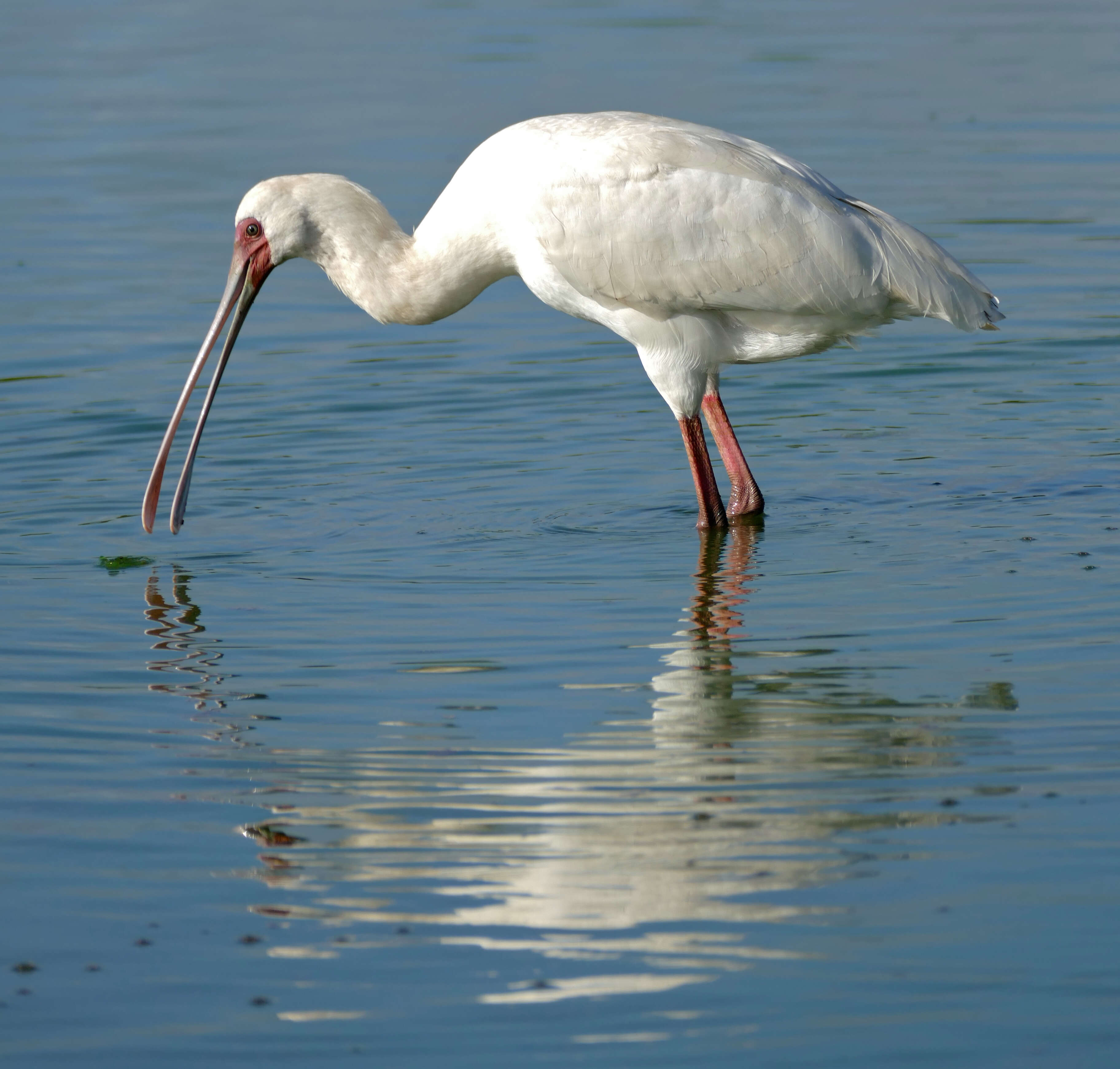 Image of Platalea Linnaeus 1758