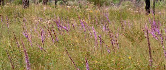 Слика од Liatris tenuifolia Nutt.