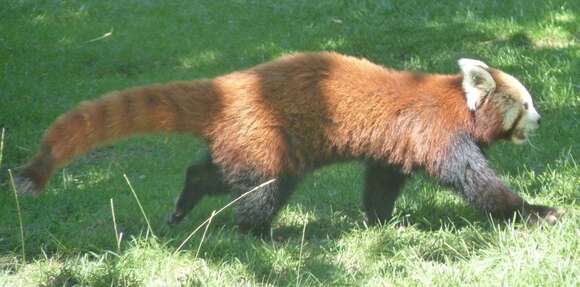 Image of Red panda