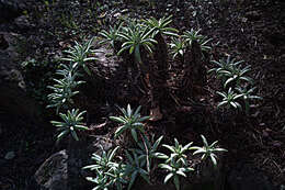 Image of bright green dudleya