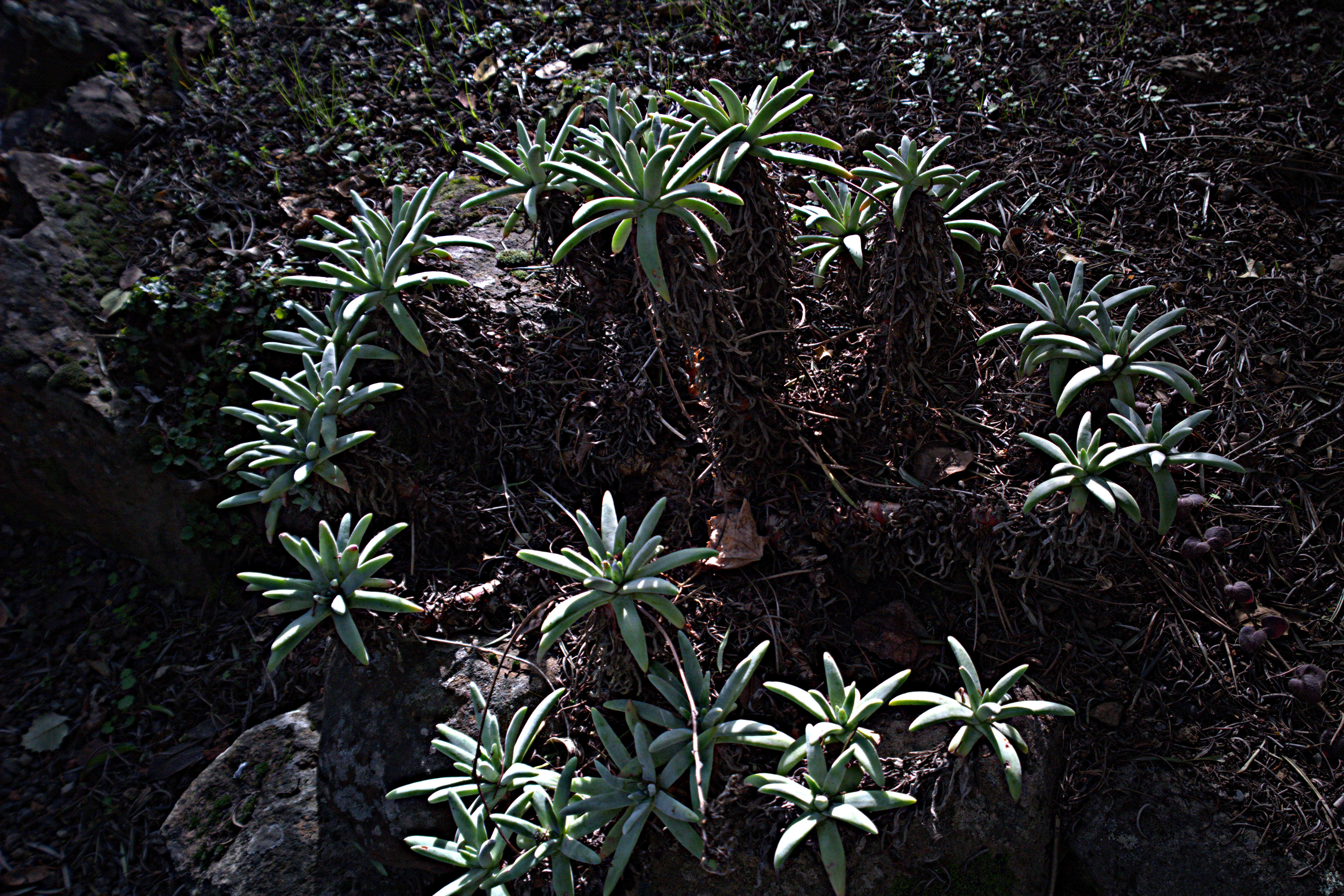 Image of bright green dudleya