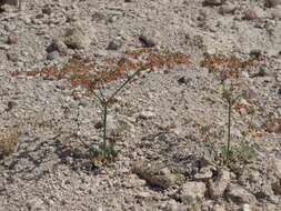 Imagem de Eriogonum hookeri S. Wats.