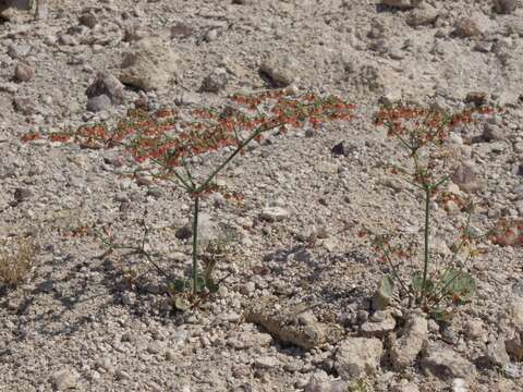 Imagem de Eriogonum hookeri S. Wats.