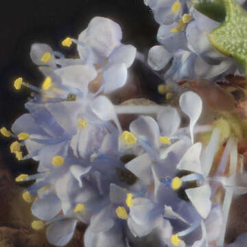 Image of Rincon Ridge ceanothus