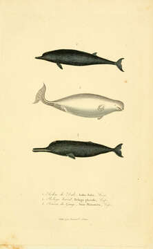 Слика од Platanistidae Gray 1846