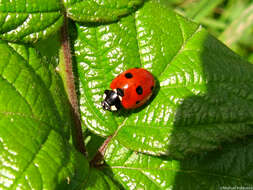 Image of lady beetles