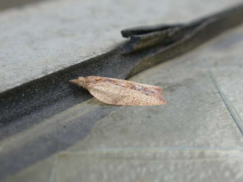 Image of Light brown apple moth