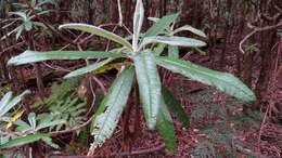 Bedfordia arborescens Hochr. resmi