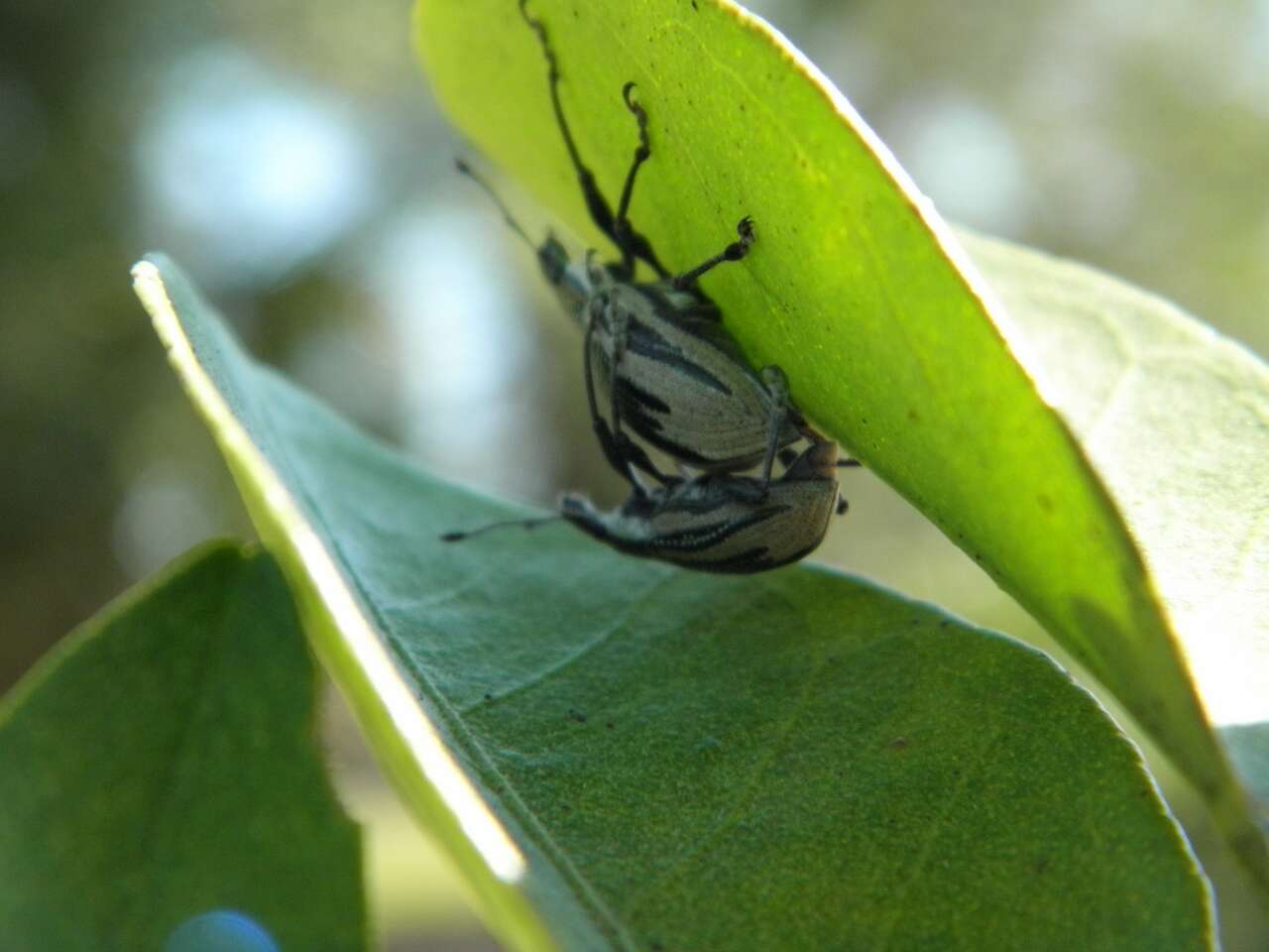 صورة Diaprepes abbreviatus (Linnaeus 1758)