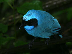 Image of Turquoise Jay