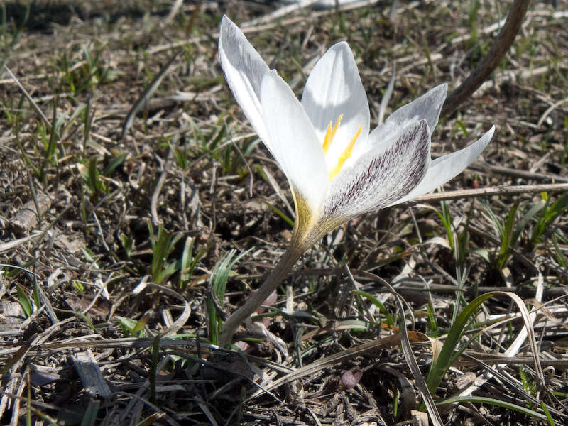 صورة Crocus alatavicus Regel & Semen.