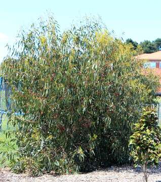 Image de Eucalyptus leucoxylon F. Müll.