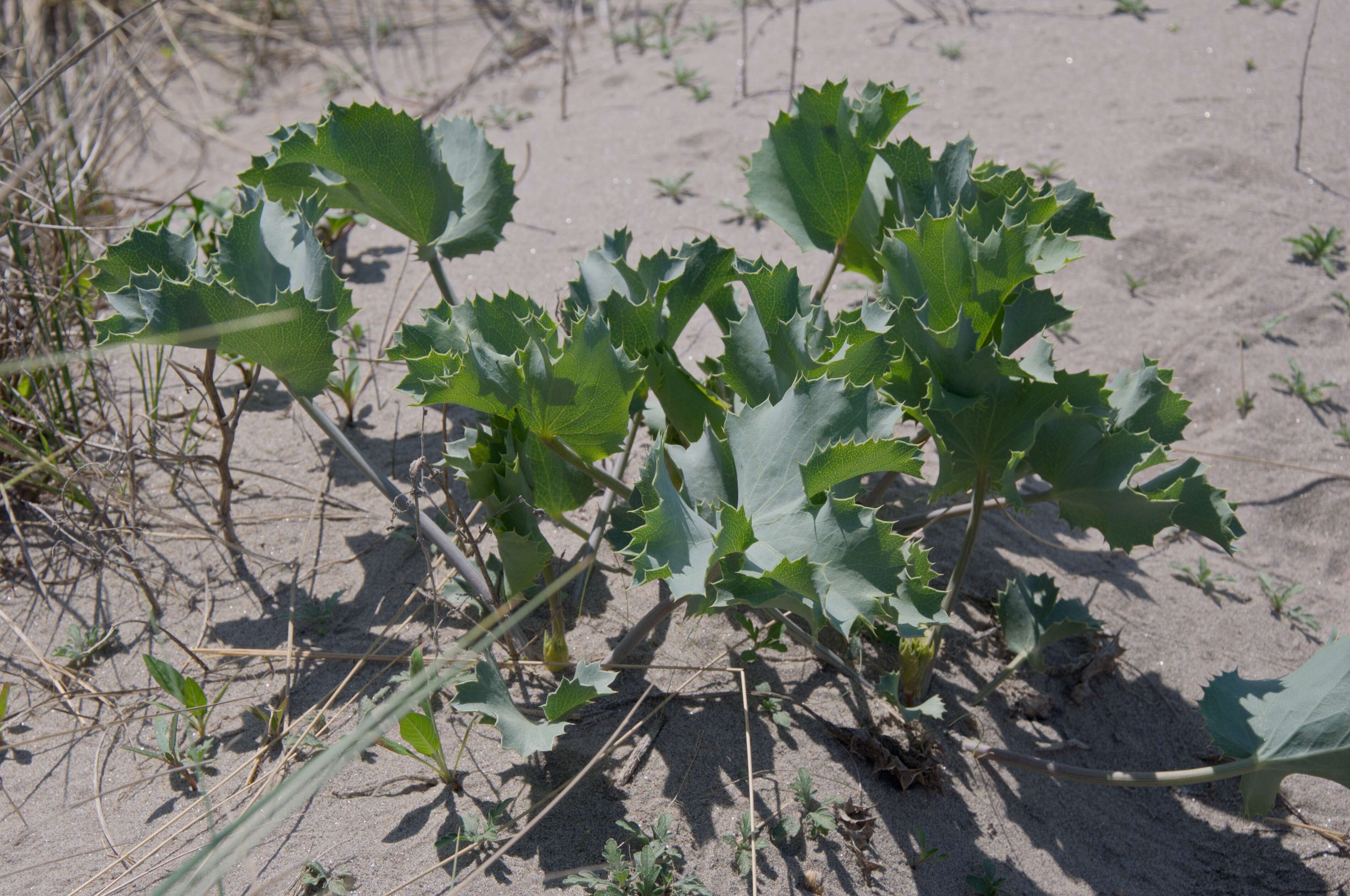 Eryngium maritimum L. resmi