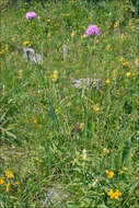 Image of Traunsteinera